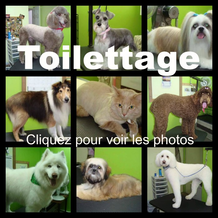 Toilettage - Cliquez pour voir les photos